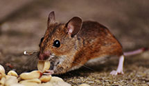 24 Hour & Emergency Exterminators in Urbandale, IA
